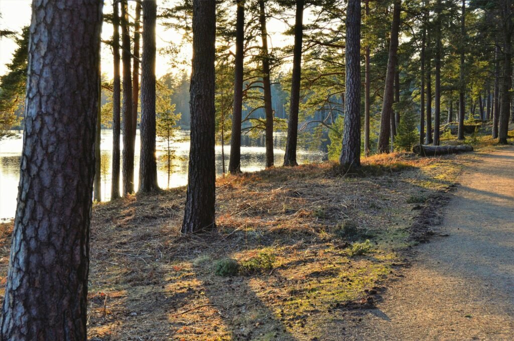 pexels-photo-1076180-1076180 A tranquil forest path under a warm sunrise beside a shimmering lake in Sweden.